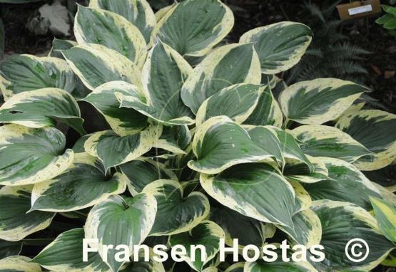 Hosta Independence - Fransen Hostas